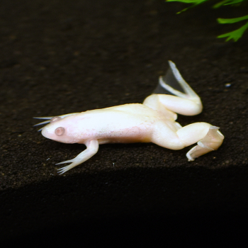 Krallenfrosch, Xenopus laevis